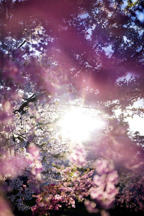 蜷川実花《花、瞬く光》2022 年 ©mika ninagawa, Courtesy of Tomio Koyama Gallery