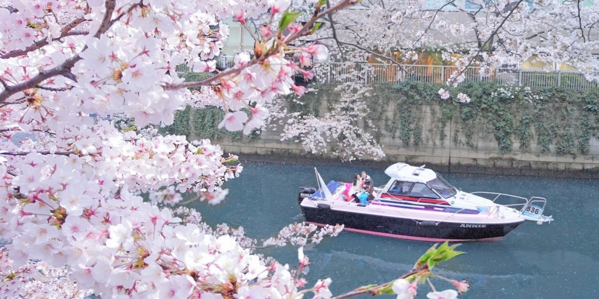 【2024最新】東京の桜イベント＆スイーツ・フード30選｜人気の桜イベントから、桜がテーマのアフタヌーンティー＆グルメ、手土産におすすめの桜スイーツまで