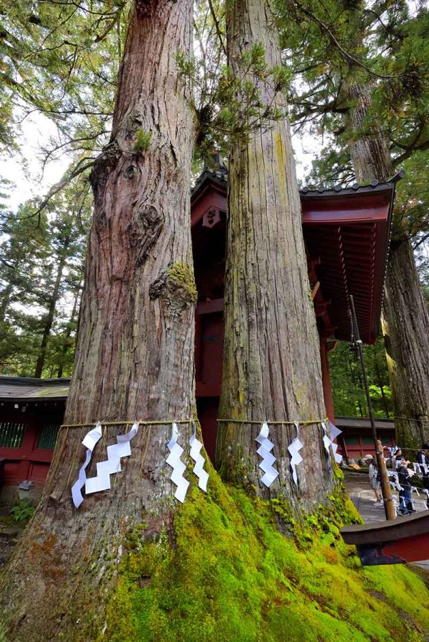 2本の木が寄り添うようにしてそびえる夫婦杉