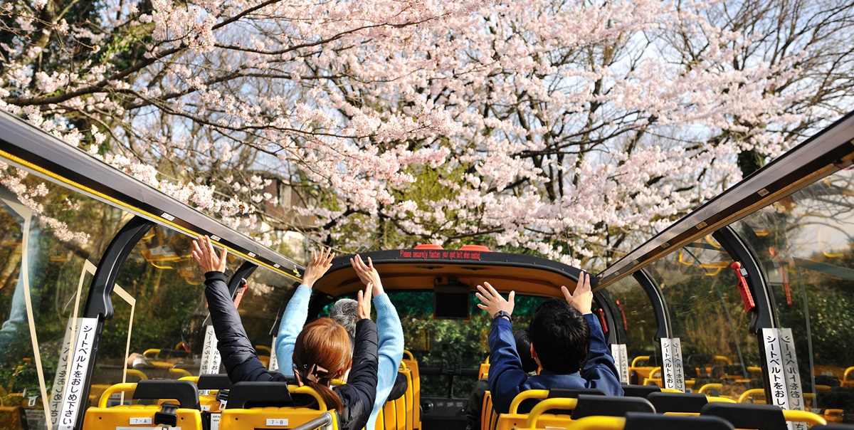 伊豆の桜スポットを巡る！「界 アンジン」「界 伊東」の「桜オープンバスツアー」が2024年3月23日～4月7日運行