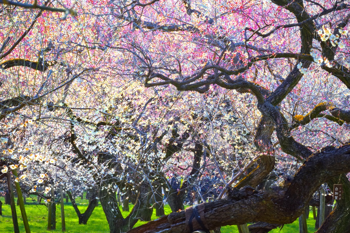 梅のふくよかな香りに包まれて散歩