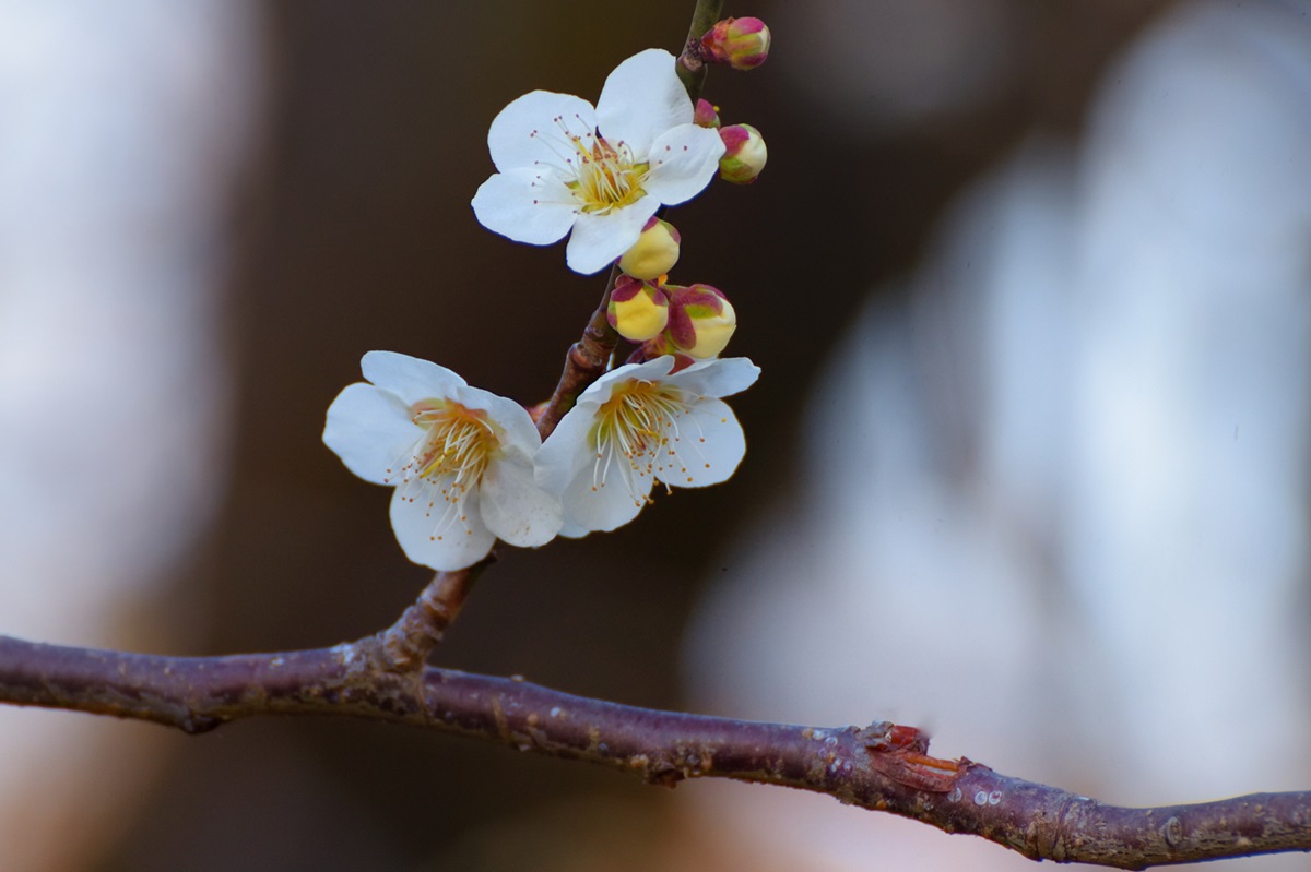 紅梅白梅がバランスよく植栽されている