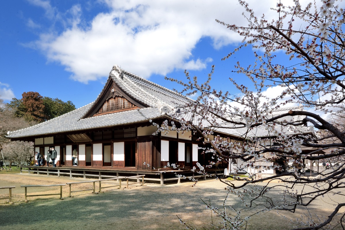 学びの場・弘道館の落ち着いた梅
