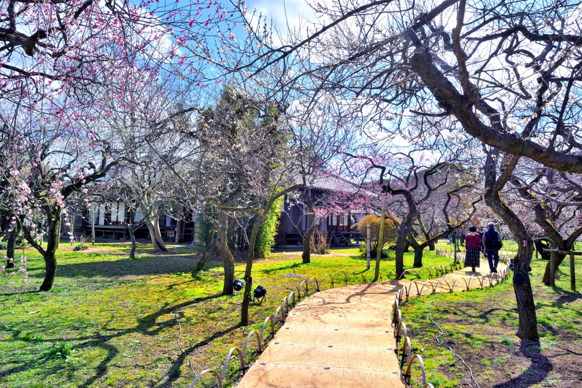 弘道館に庭園の梅林