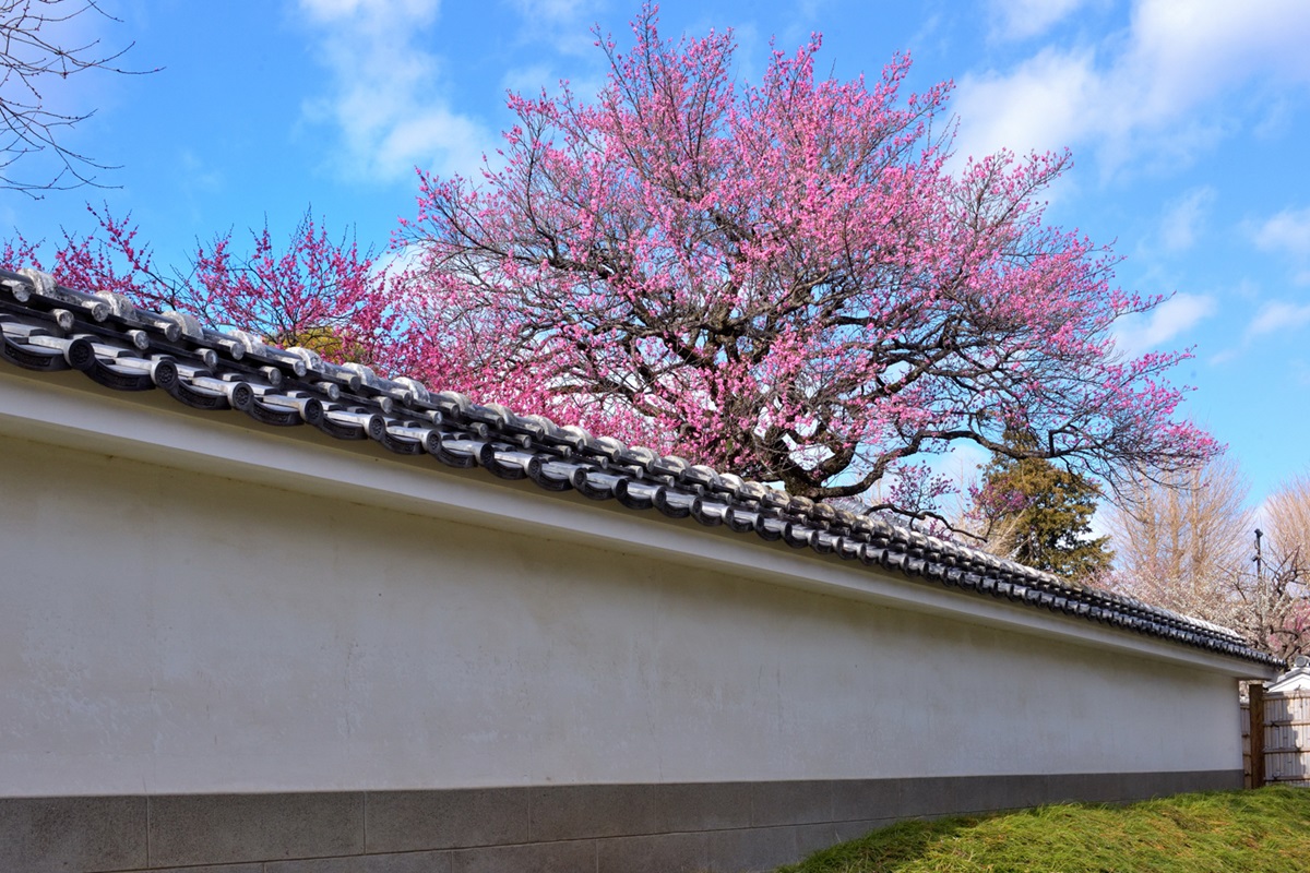 文館跡と弘道館の白壁