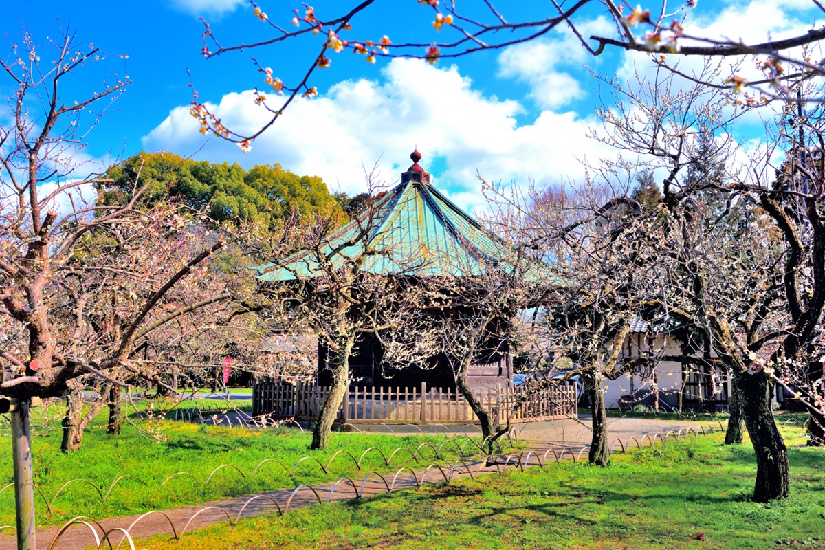 梅に囲まれた八卦堂