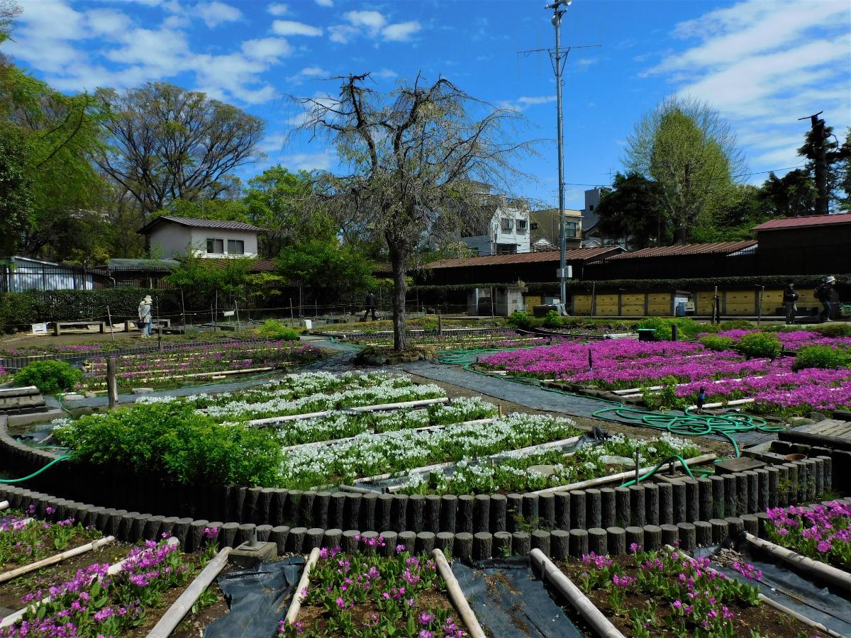 「浮間さくら草祭り」2023年度の様子
