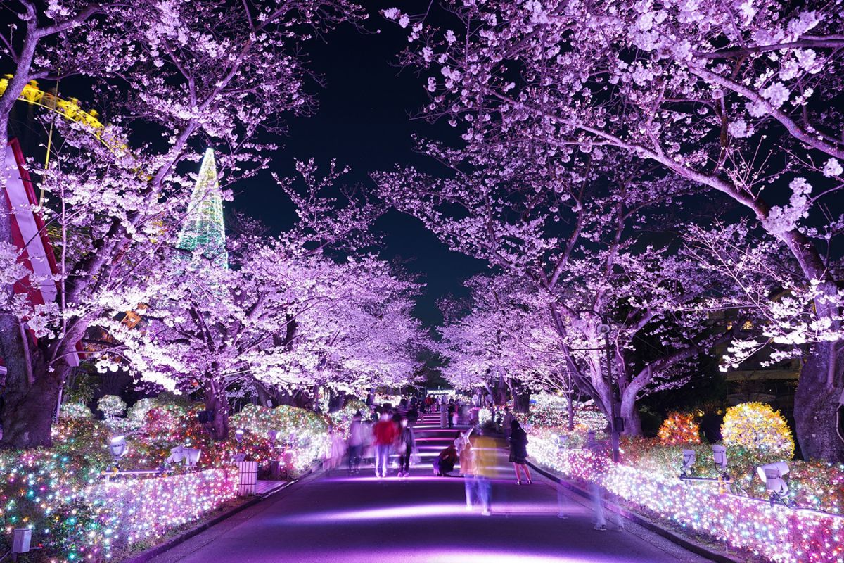 全長180ｍの桜並木が見事なイルミネーションで彩られます。宝石色のジュエルミネーションとピンク色の桜の木のコントラストが神秘的（画像は昨年の様子）