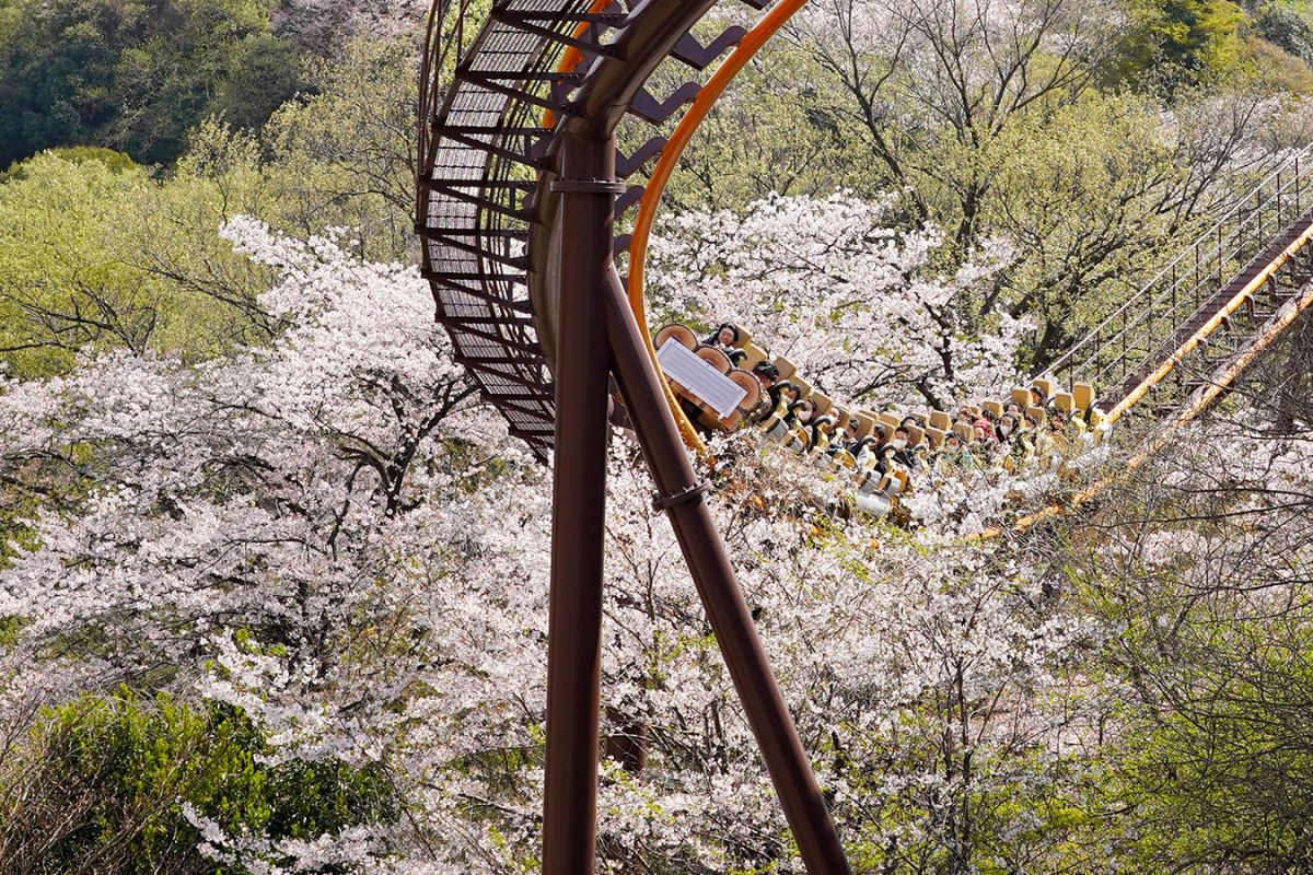 桜の中を疾走する「バンデット」。1回1000円（各種パス利用可）