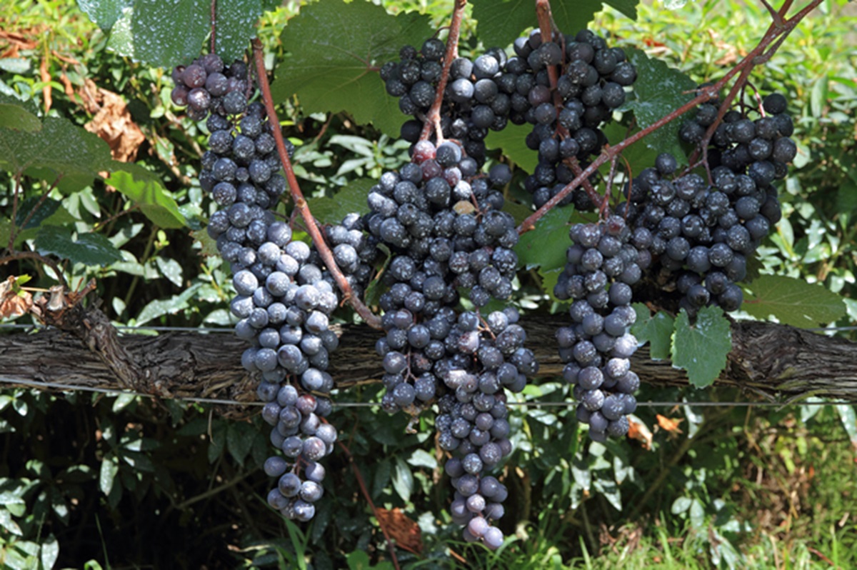 明治時代に川上善兵衛が生み出したマスカットベリーAは、今も赤ワイン原料の主力種