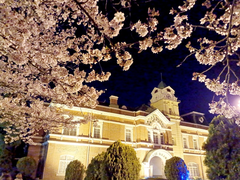 ライトアップに浮かび上がる桜と牛久シャトー