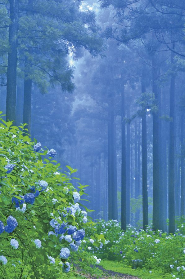 みちのくのあじさい園