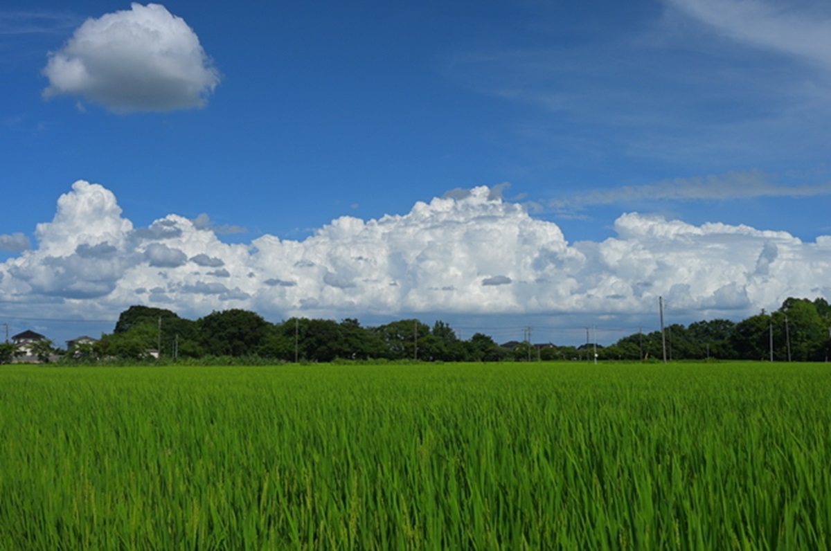 緑豊かで暮らしやすく、首都圏への通勤圏内