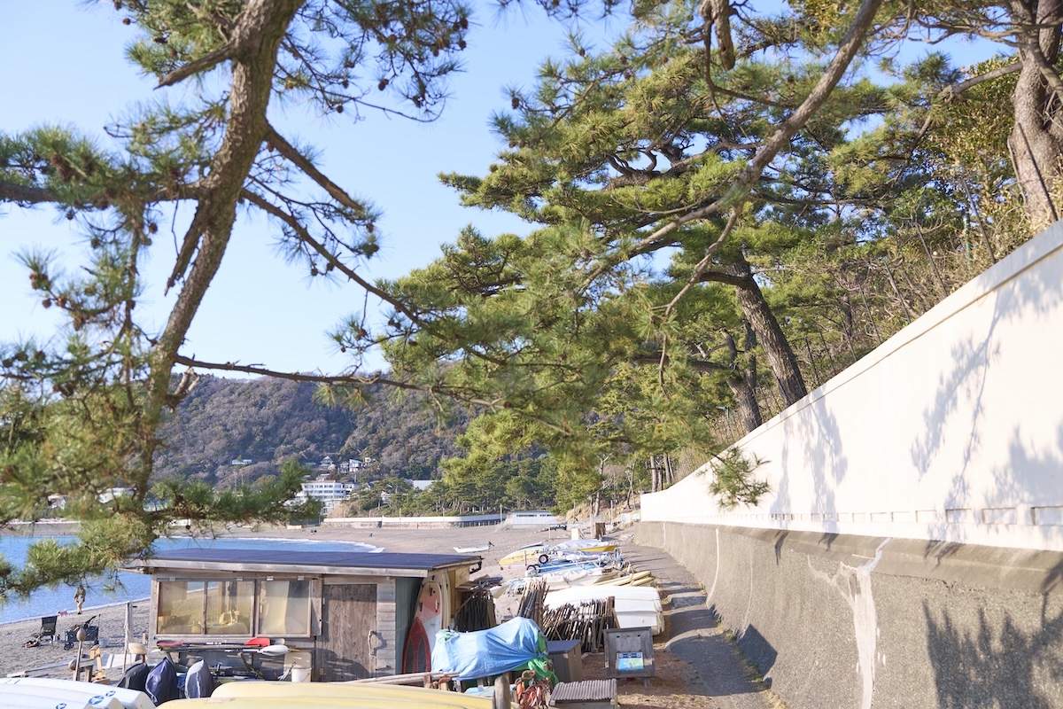 葉山御用邸を囲むように立つ松の木