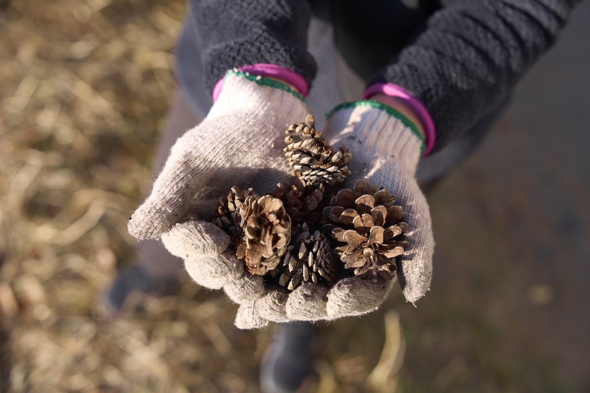 レンタルした軍手を付つけて拾うのがおすすめ