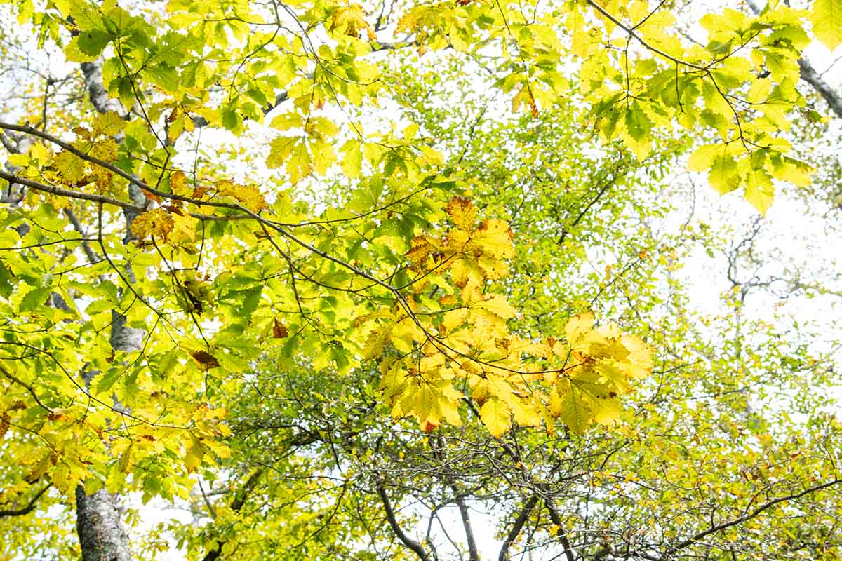 木々の間からそそぐ木漏れ日が心地いい