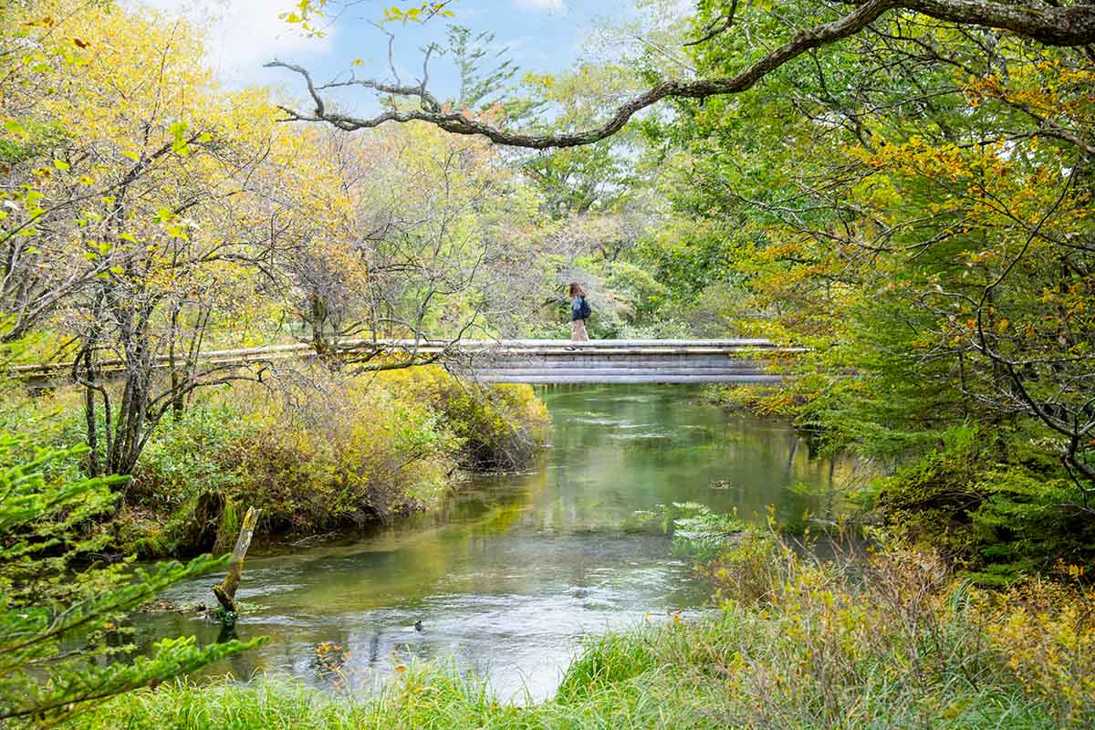 まるで絵のような水と緑、橋の共演