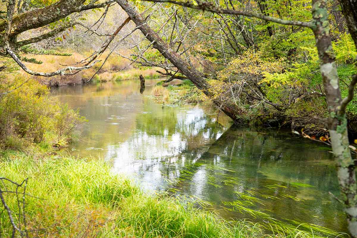 青木橋から眺める湯川の景色