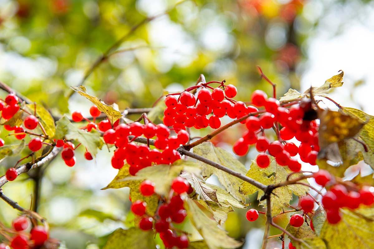 その時期ならではの植物との出合いもハイキングの醍醐味