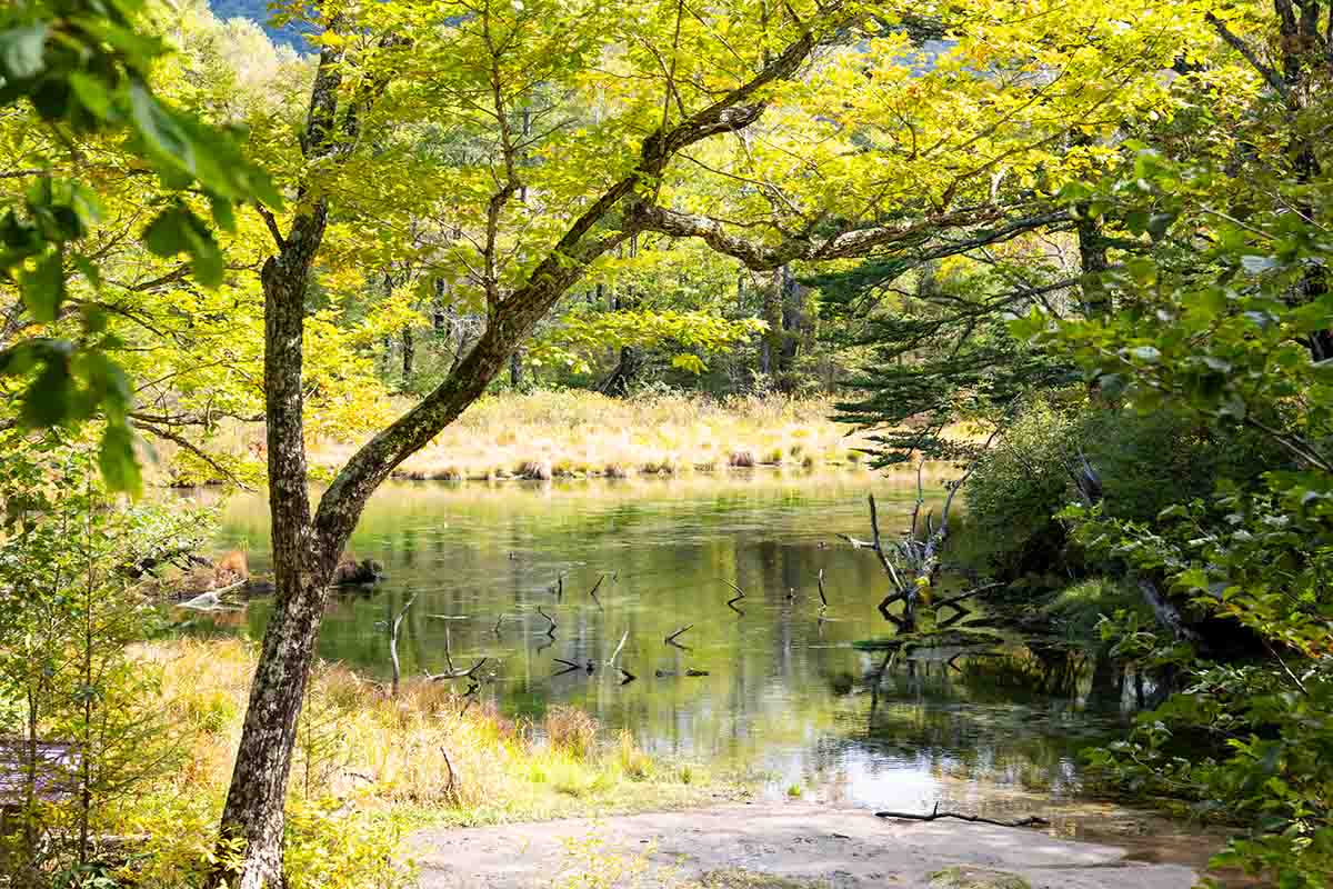 木々の向こうに男体山がそびえる