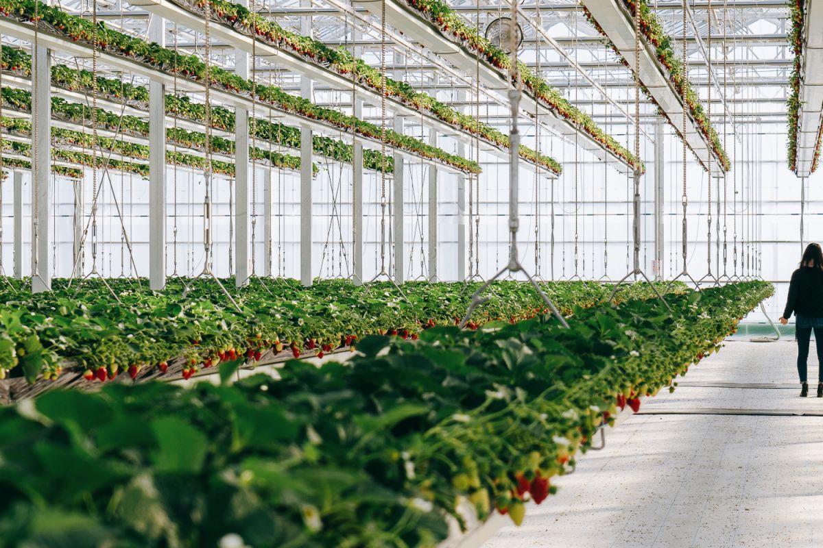 いちご狩りだけでなく、いちごスイーツが味わえるカフェも併設