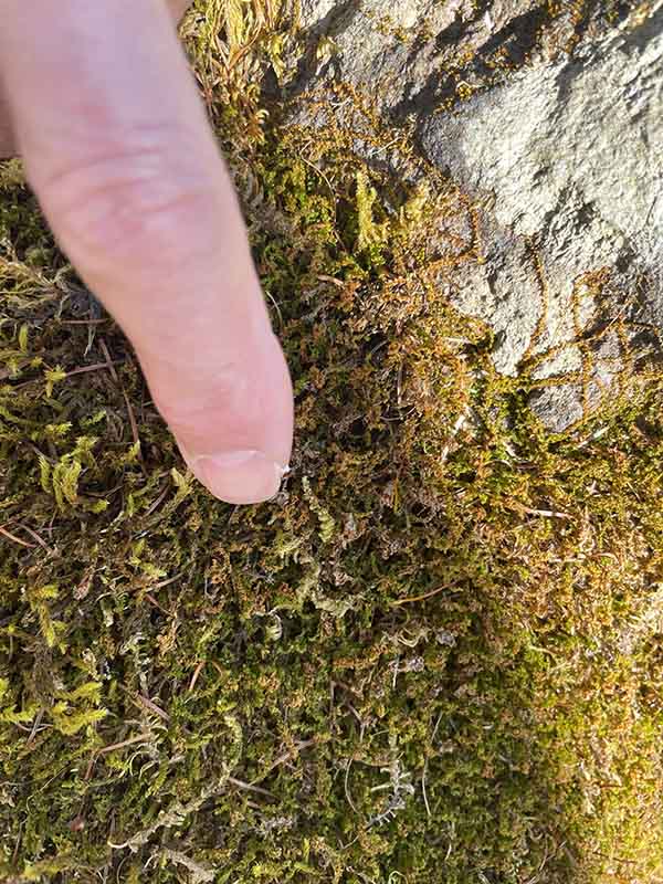  自然観察ツアー。冬はコケの生態について紹介