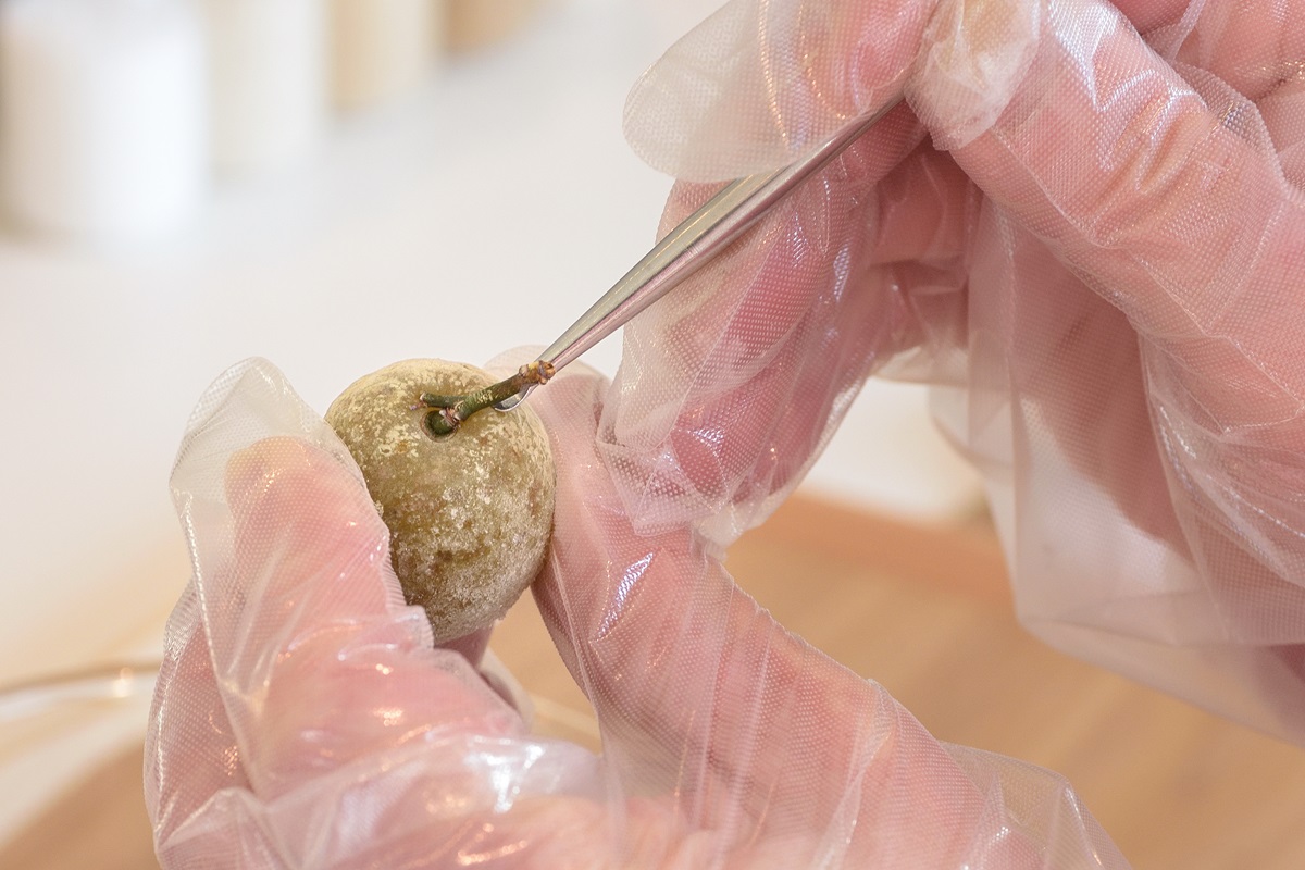 地味に楽しい梅仕事の醍醐味