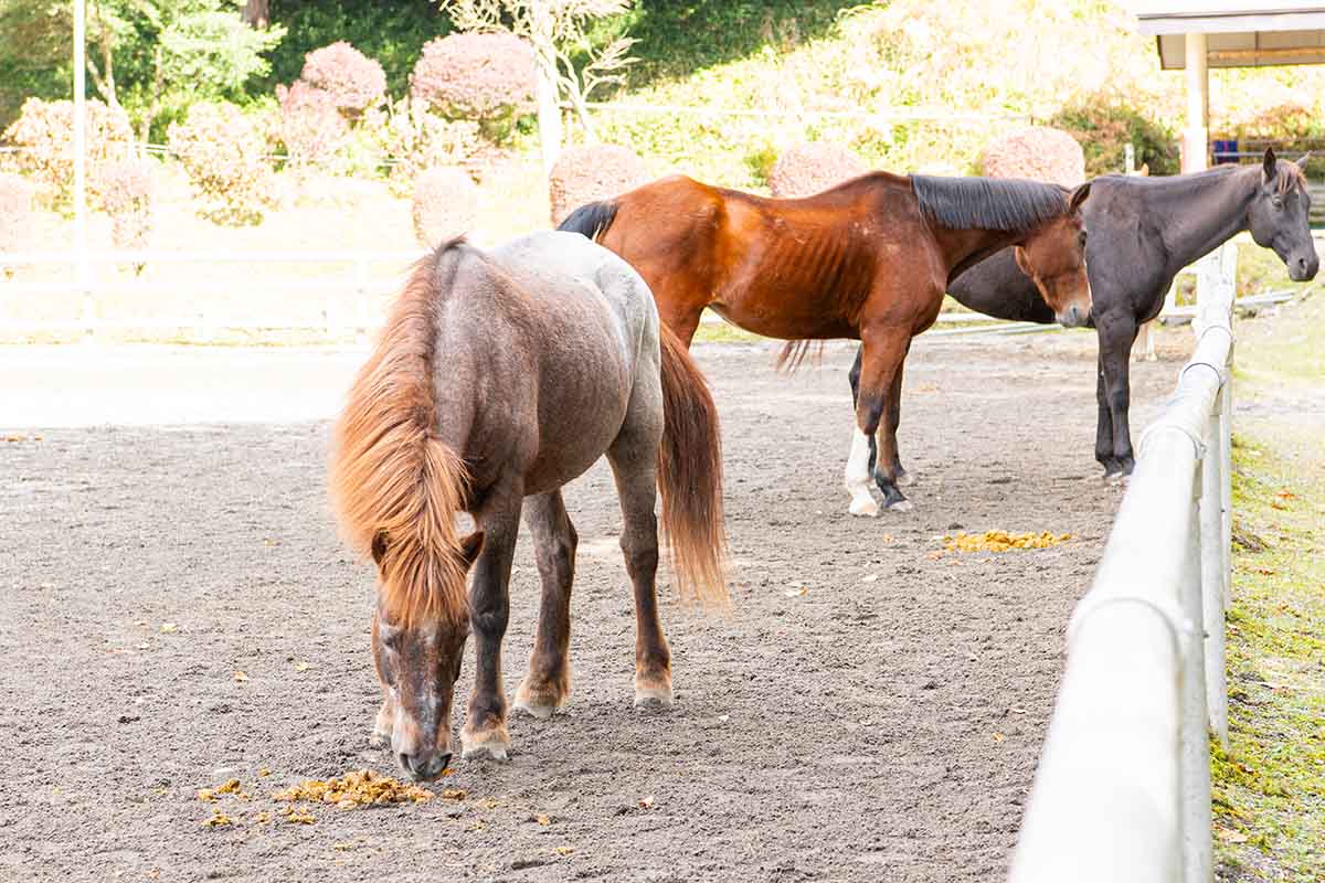 日光馬事センターの馬たちにほっこり癒やされる