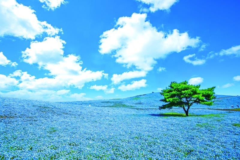 ネモフィラ(4月中旬〜5月上旬)