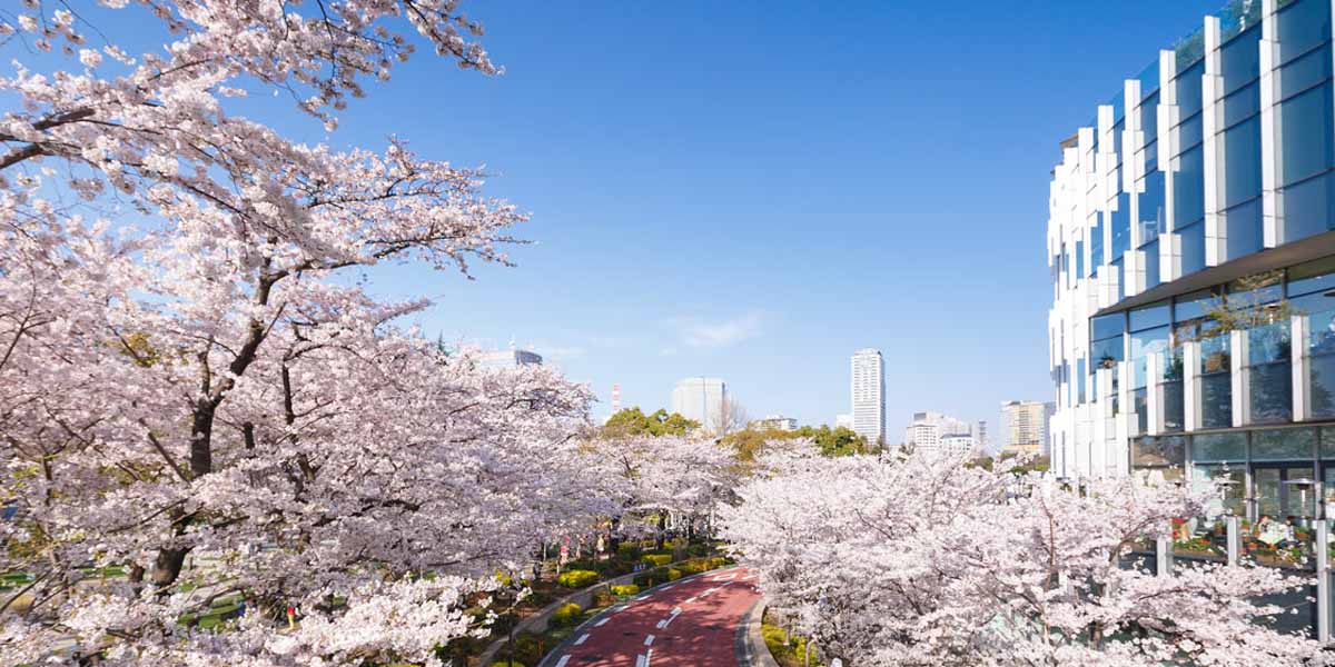 【2024年最新】東京都のお花見スポット36選 桜の見頃の時期から鑑賞する穴場・ライトアップが見れる場所までご紹介
