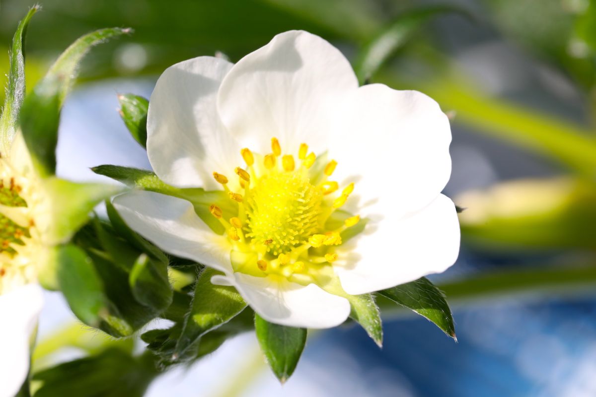 いちごの花