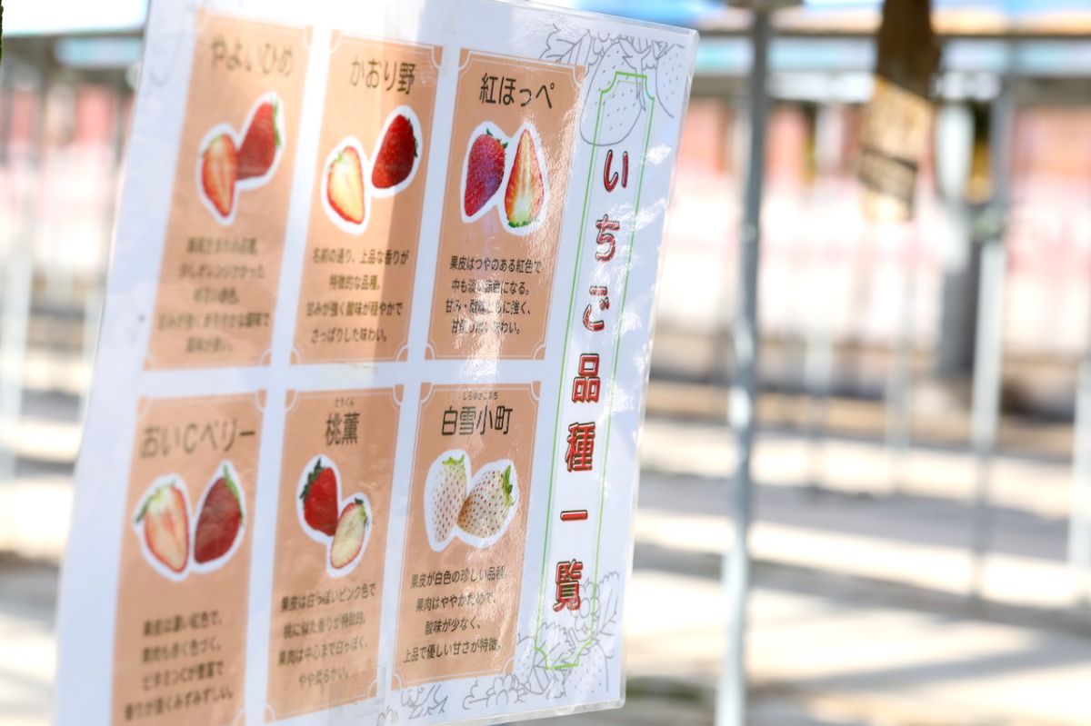 写真付きのいちごの品種一覧