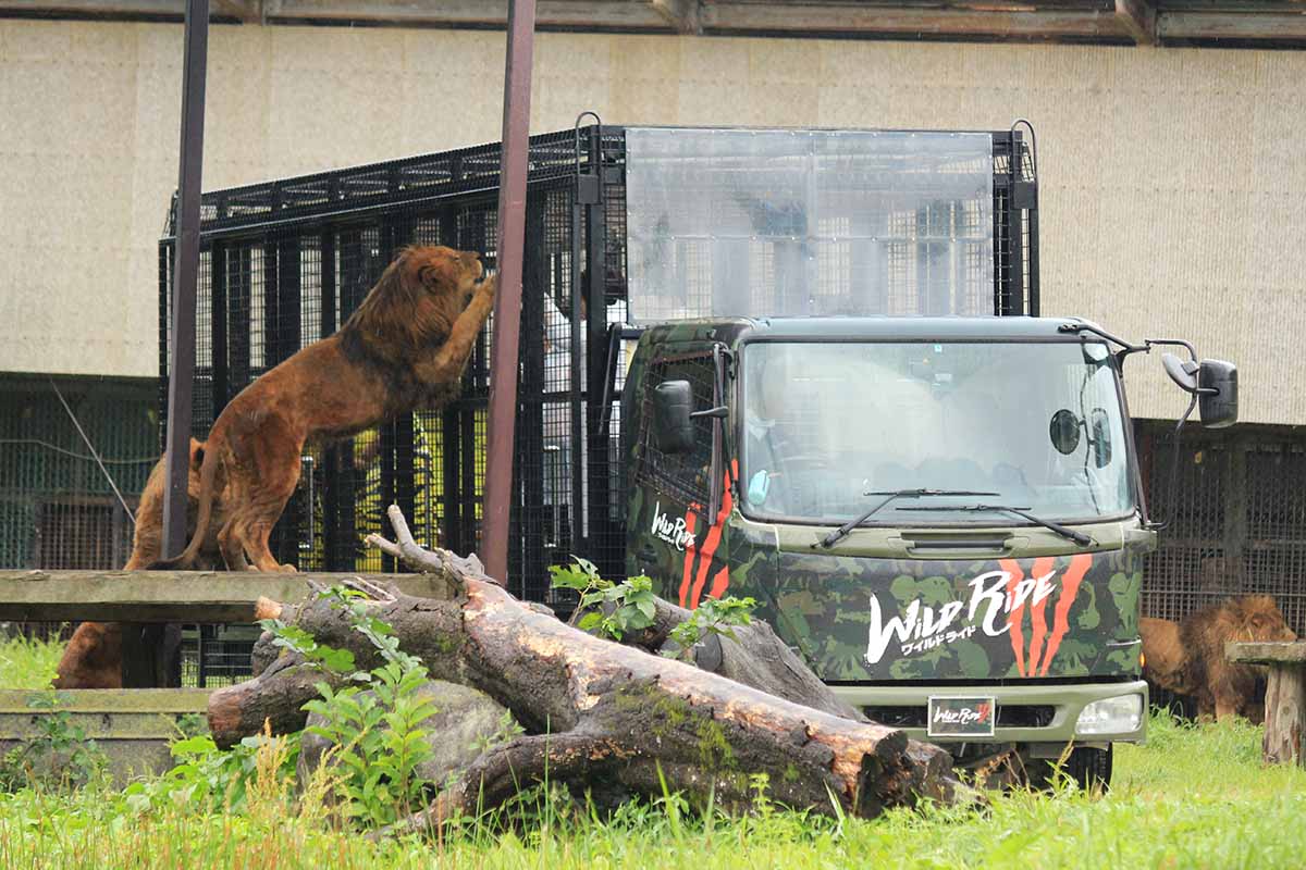 ワイルドライド