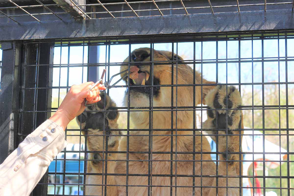 窓ガラスがないので、ライオンの吐息も感じられます