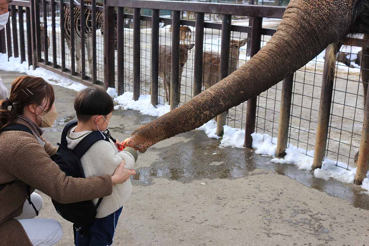 ゾウにエサやり