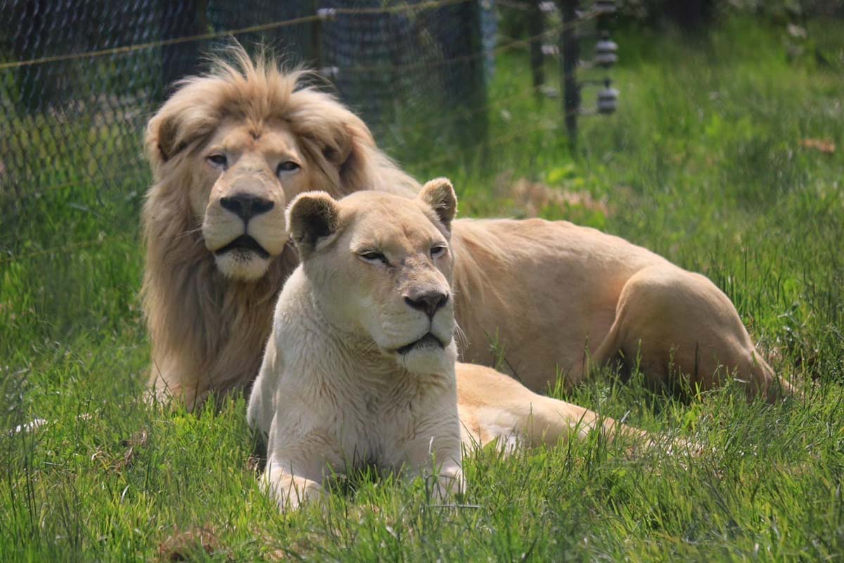 ホワイトライオン