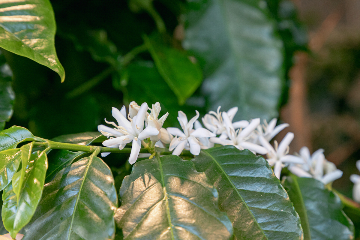 コーヒーの花。可憐な白い花が咲き終わると実をつけ、青、赤、紫紅色へと完熟していく