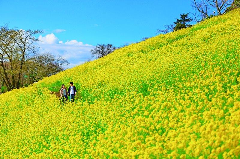 関東】わんこ入場OKのお花畑5選！併設ドッグランや周辺のわんこ