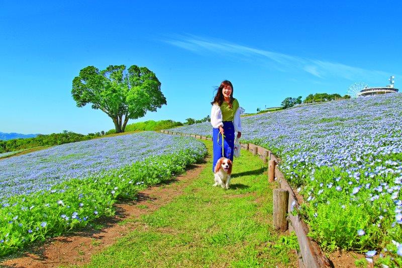 ネモフィラ（4月中旬〜5月上旬）