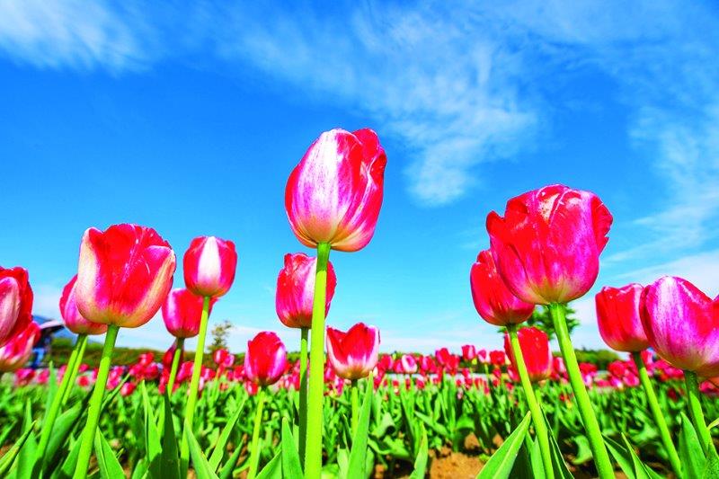 チューリップ（ 4〜5月）