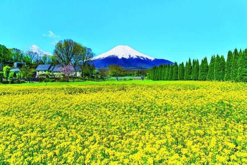 キカラシ（ 6月）