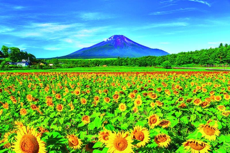 ひまわり （8月）