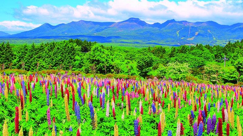 ルピナス（ 5〜6月）