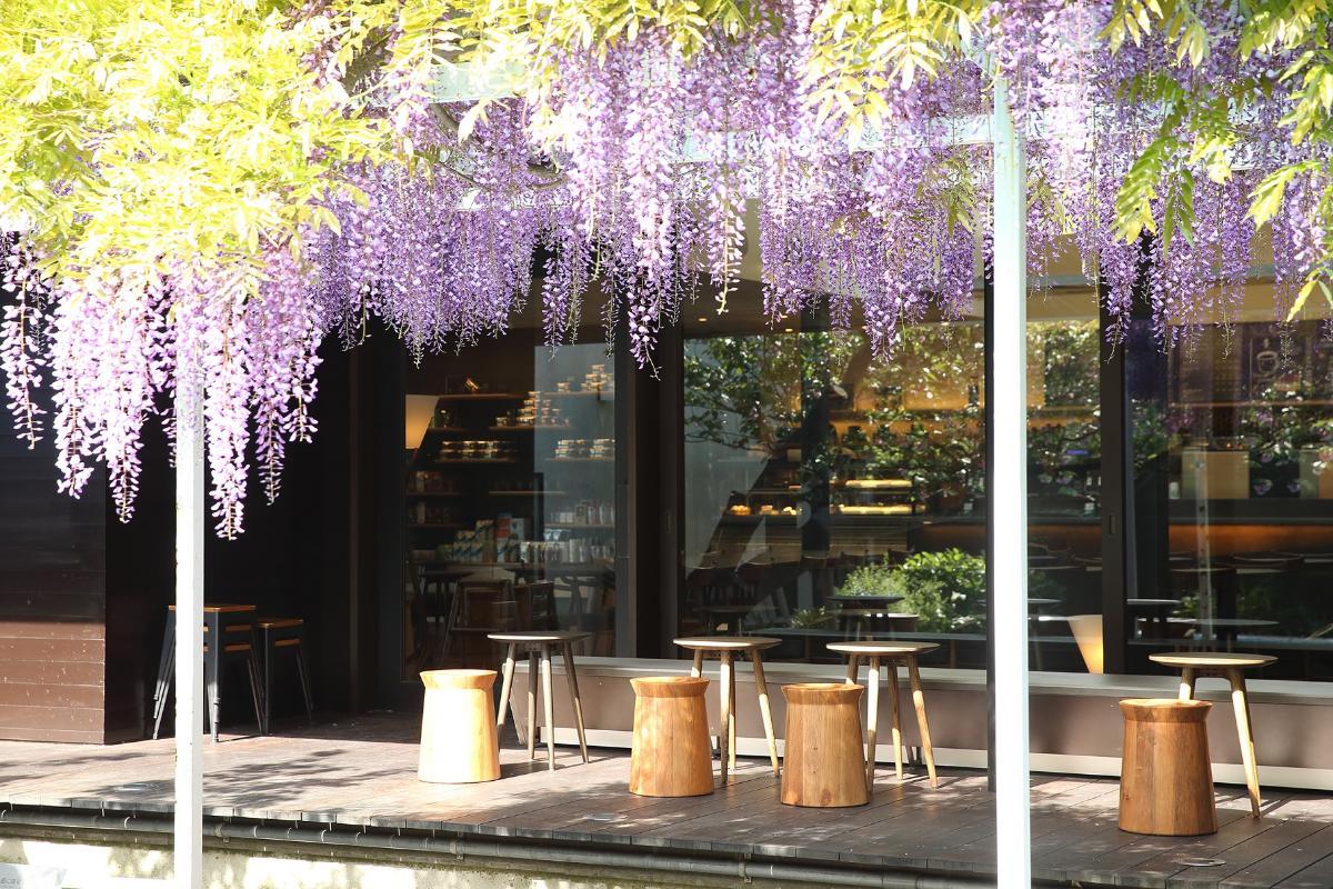 藤棚が見頃を迎えたプール　提供：スターバックス コーヒー ジャパン