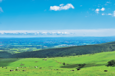 5～10月には、のんびりと草を食む牛の放牧風景が見られます