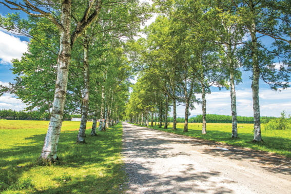 入口の駐車スペースから見ると、並木の長さを実感できます