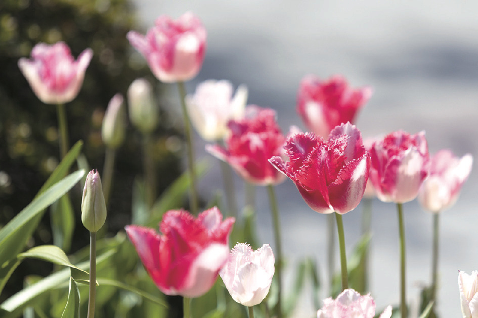 「ラバーズタウン」