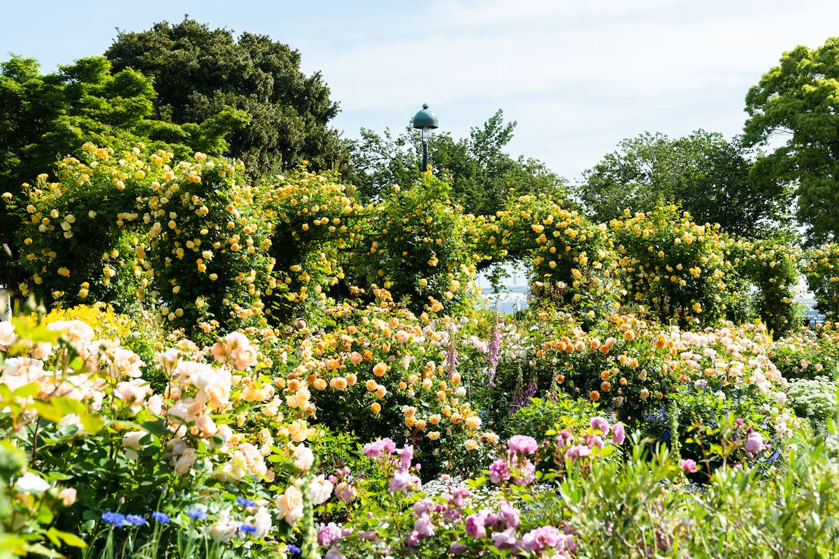 港の見える丘公園「イングリッシュローズの庭」（過去の様子）