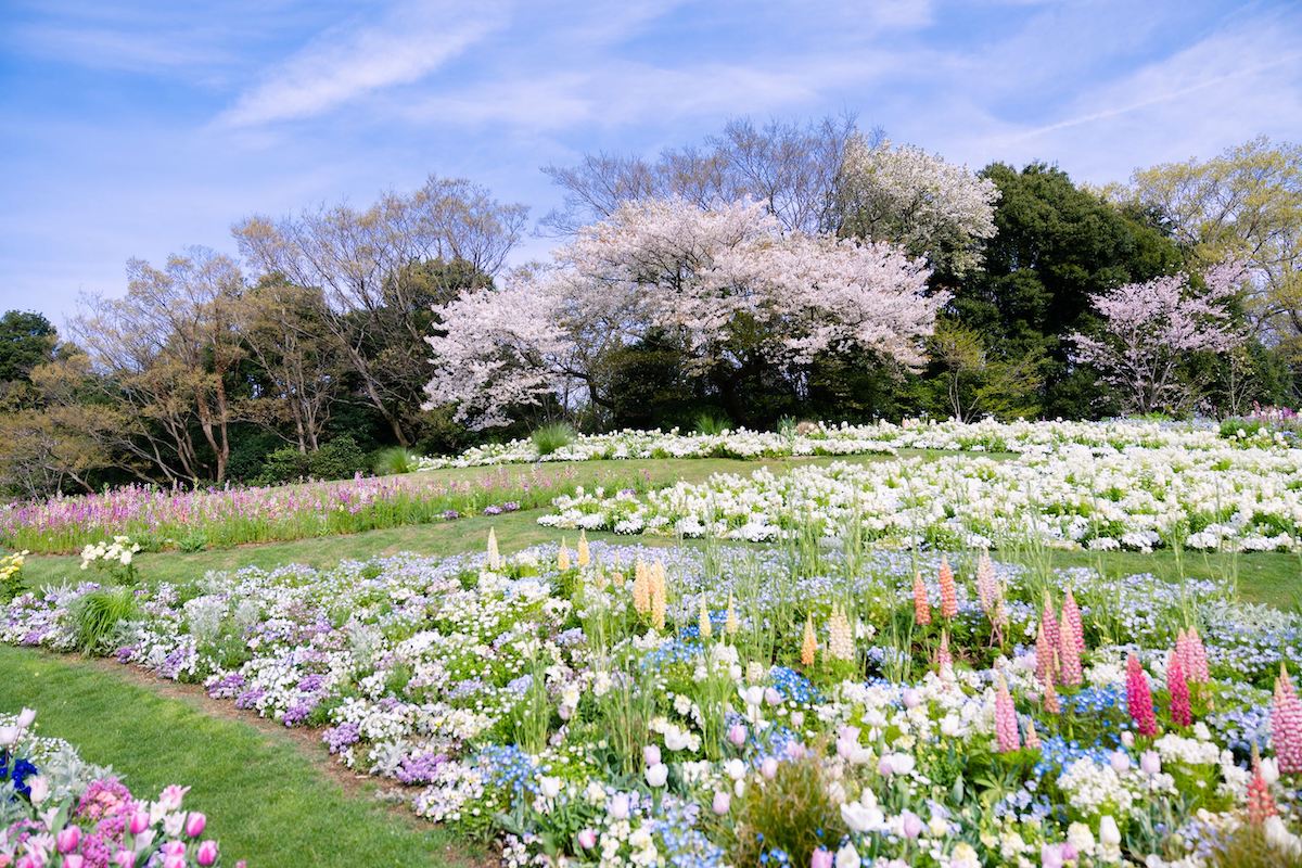 里山ガーデン「横浜の花で彩る大花壇」（過去の様子）
