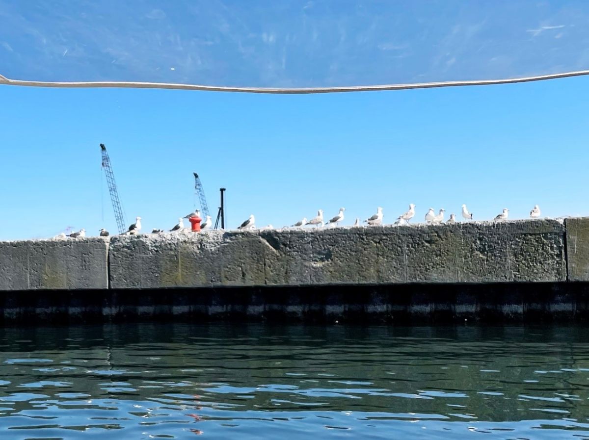 足がピンクなのはオオセグロカモメ、黄色いのはウミネコだそう